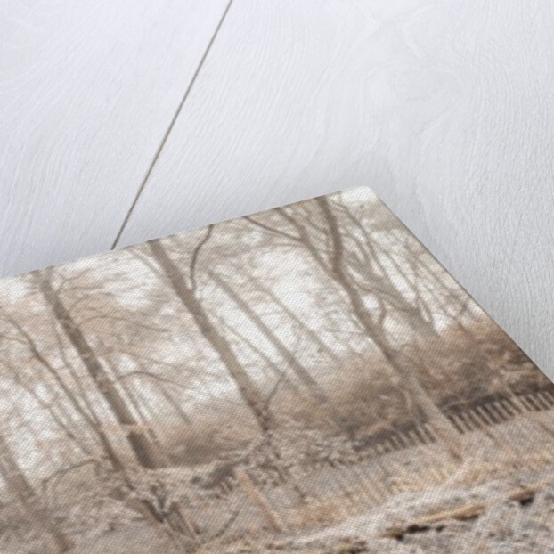 Misty forest by Assaf Frank